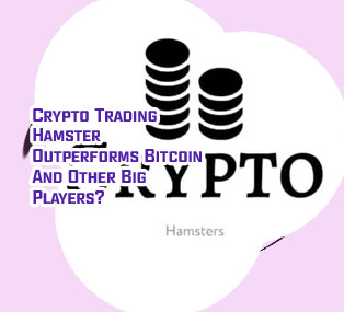 Hamster crypto value